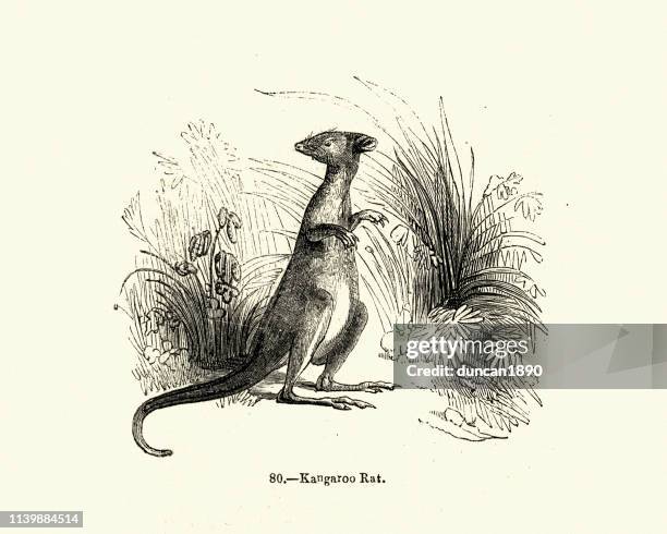natural history, kangaroo rat - kangaroo rat stock illustrations