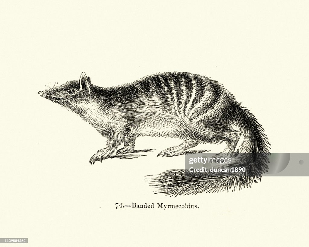 Natural history, marsupial, Numbat, Myrmecobius fasciatus