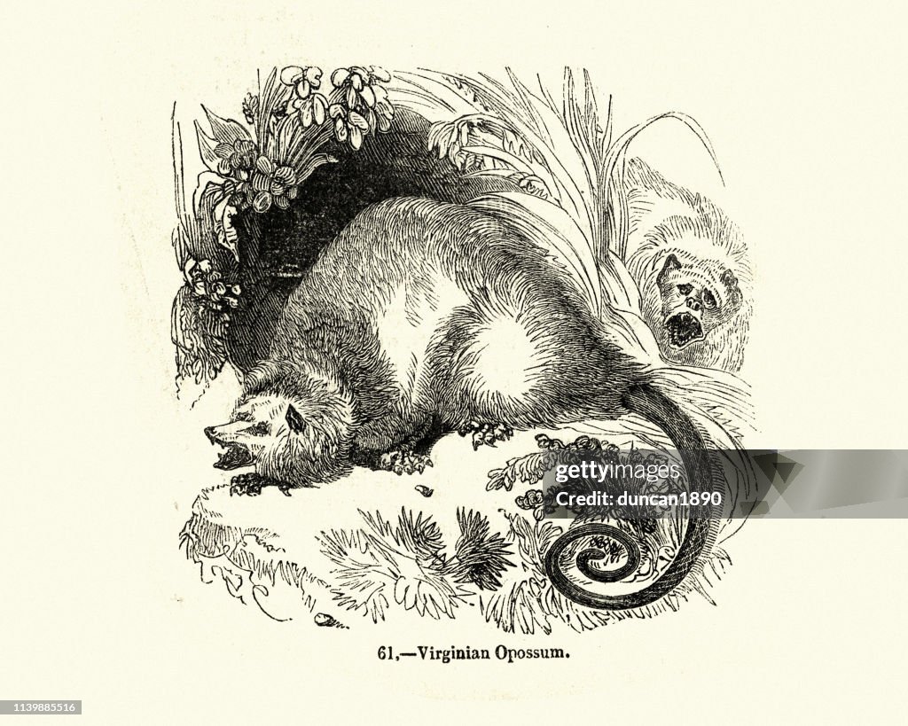 Natur historia, Virginia opossum (Didelphis virginiana)