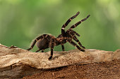 Close-up female of Spider Tarantula in threatening position.