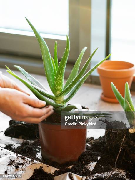 aloe plant,aloe vera plant,planting - aloe stock pictures, royalty-free photos & images