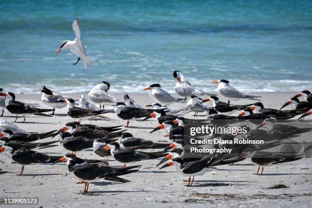 group of black skimmers and royal terns on whitney beach on longboat key near sarasota, florida - royal tern stockfoto's en -beelden