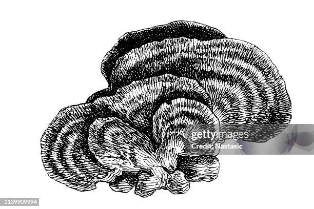 stockillustraties, clipart, cartoons en iconen met trametes versicolor-ook bekend als coriolus versicolor en polyporus versicolor - eetbare paddenstoel