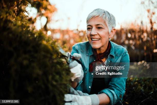 vrouw met behulp van heggenschaar - hedge trimming stockfoto's en -beelden