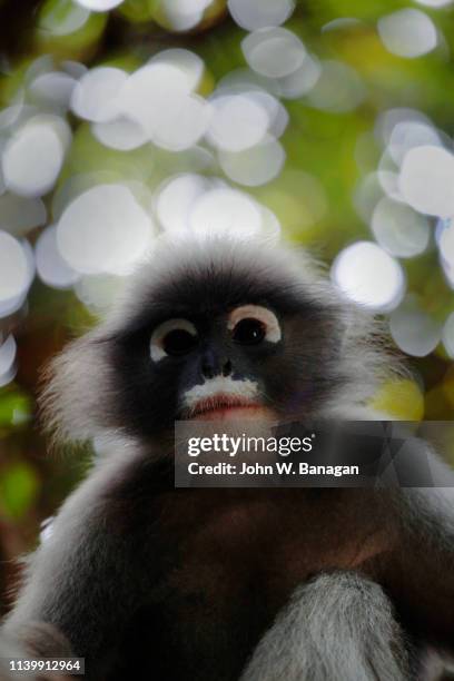 dusky leaf monkey, khao sam roi yot national park. - hua hin stock pictures, royalty-free photos & images