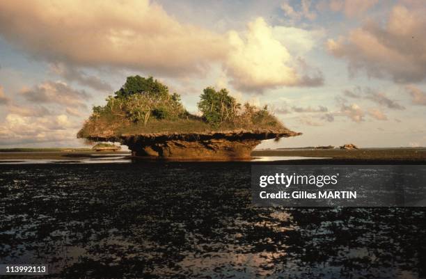 The wildlife on Aldabra island In Seychelles In September, 1992-Mushroom shape rocks are common on the atoll.