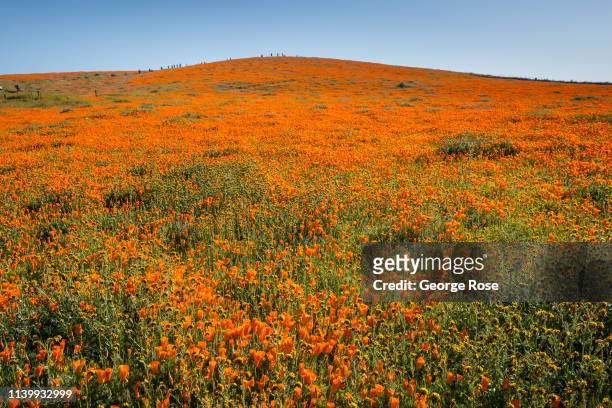 Following record winter rains, colorful poppies and other wildflowers have appeared at the Antelope Valley Poppy Preserve one hour north of Los...