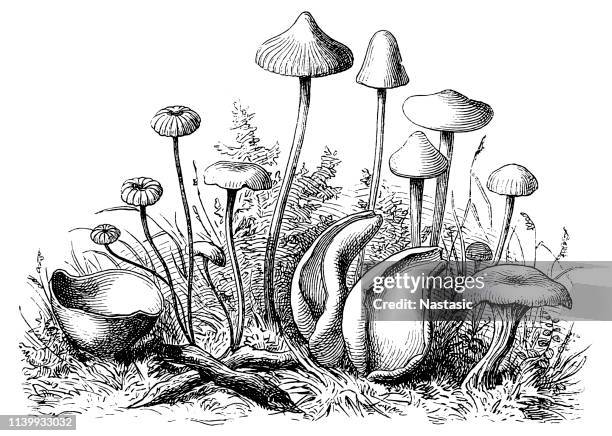 stockillustraties, clipart, cartoons en iconen met paddestoelen - eetbare paddenstoel