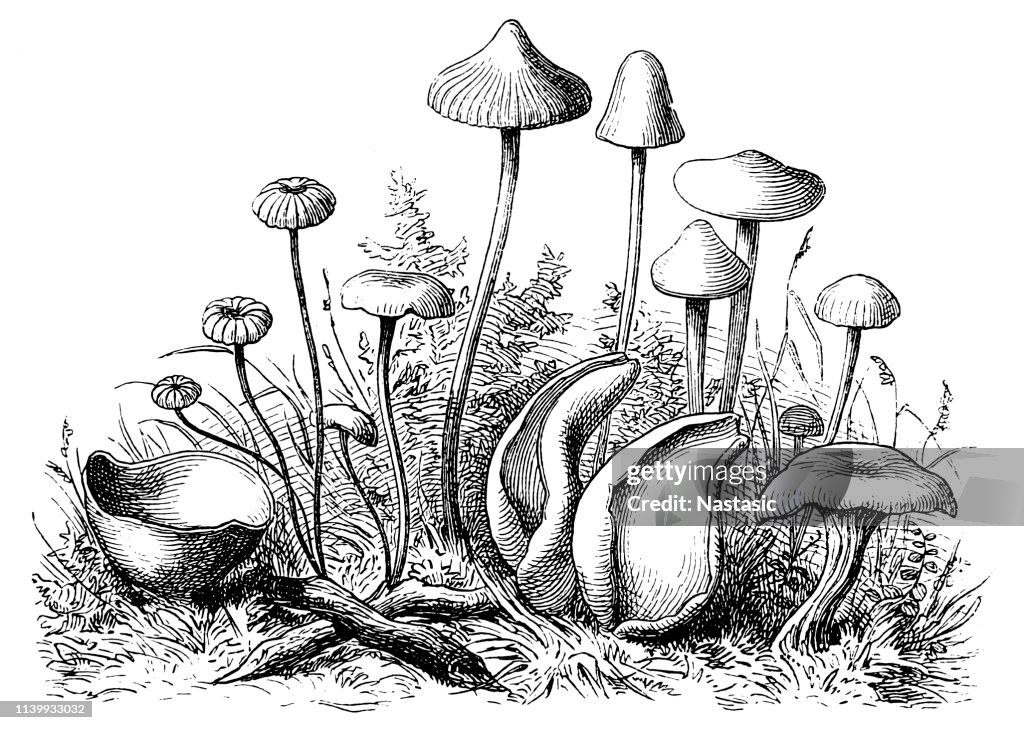 Mushrooms