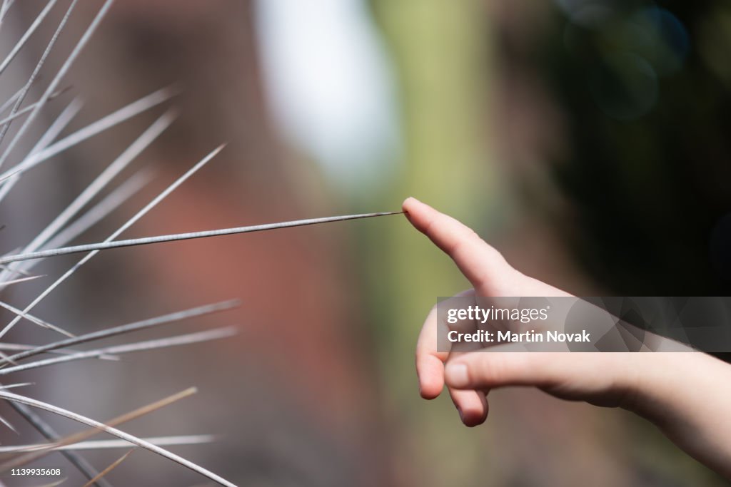 Finger being poked into thorn, closeup shot.