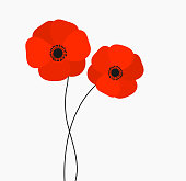 Two red poppies flowers growing isolated on white background.