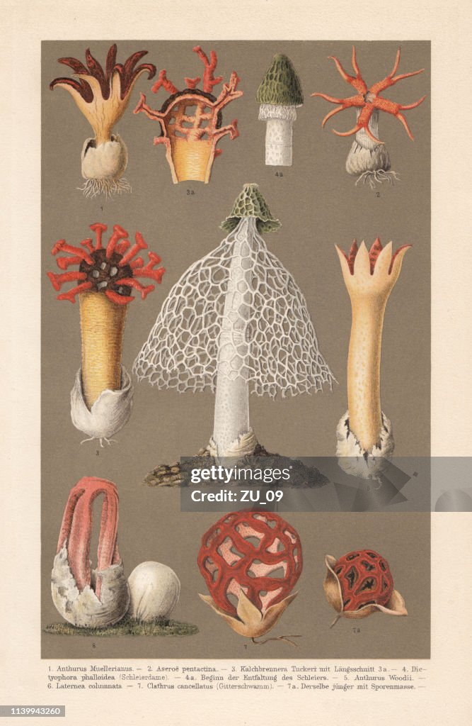 Stinkhorn mushrooms (Phallaceae), chromolithograph, published in 1898