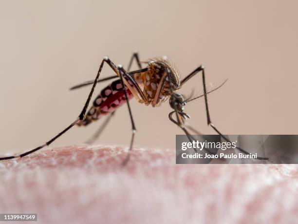 aedes aegypti mosquito (mosquito da dengue) - zanzara foto e immagini stock