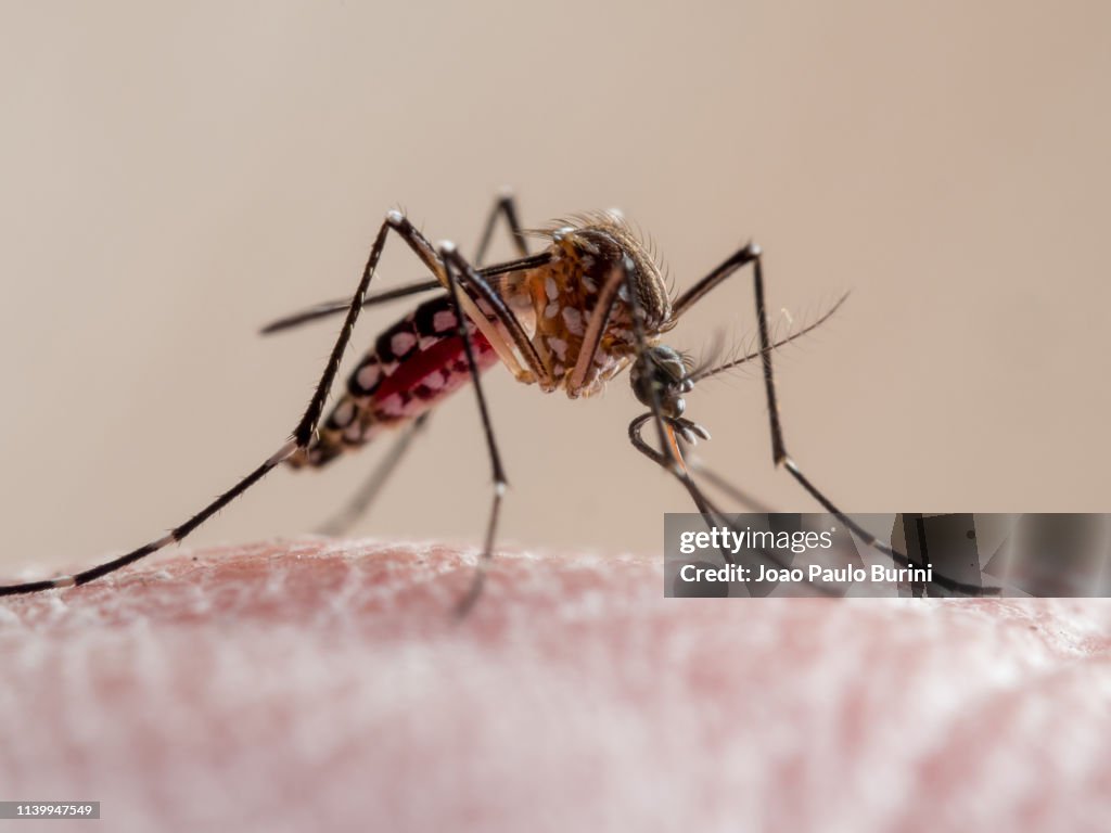 Aedes aegypti mosquito (mosquito da dengue)