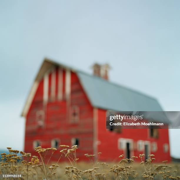 red barn in montana - montana ranch stock pictures, royalty-free photos & images