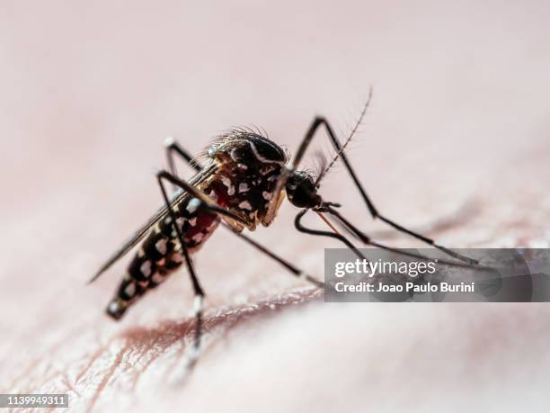 aedes aegypti mosquito (mosquito da dengue) - dengue - fotografias e filmes do acervo