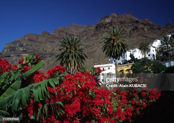 Illustration. La Gomera, Canary Islands, In Spain In April, 2004-Euphorbia pulcherrima, Valle Gran Rey.
