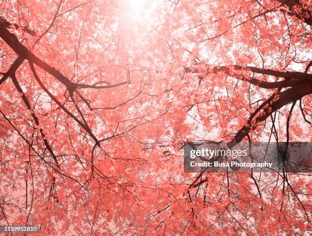 beautiful spring trees (image manipulation with living coral pantone, color of the year 2019) - korallenfarbig stock-fotos und bilder
