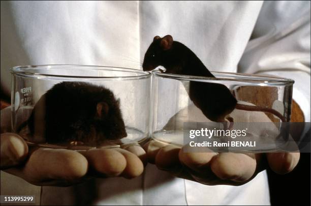 Fat Mouse Photos and Premium High Res Pictures - Getty Images