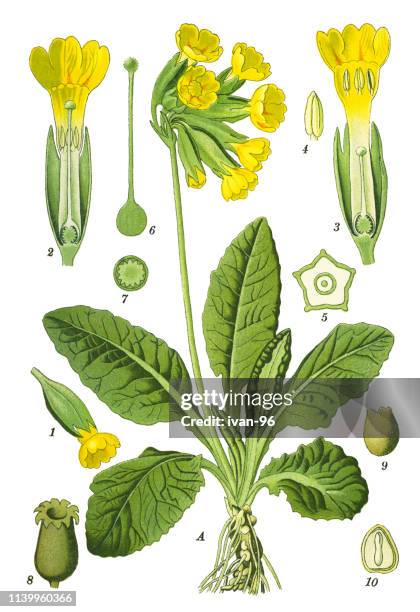 cowslip, common cowslip, cowslip primrose - primula veris stock illustrations
