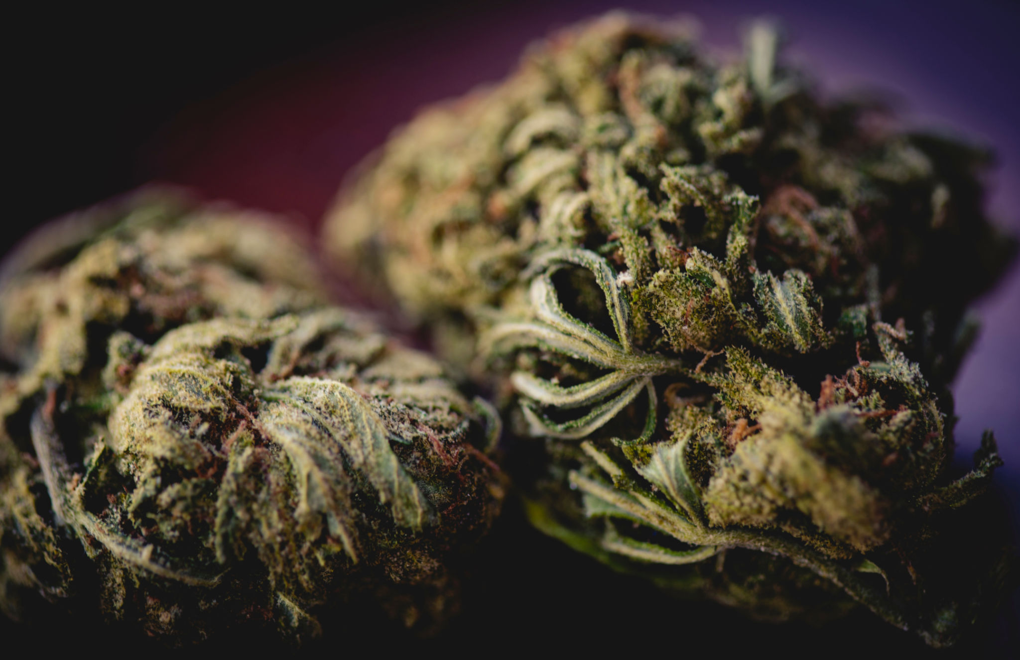 cannabis strains