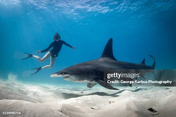 woman free diving with hammerhead shark, bimini, bahamas - adrenalina fotografías e imágenes de stock