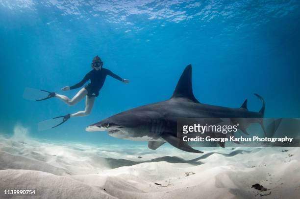 woman free diving with hammerhead shark, bimini, bahamas - shark imagens e fotografias de stock