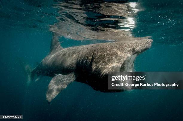 basking shark - reuzenhaai stockfoto's en -beelden