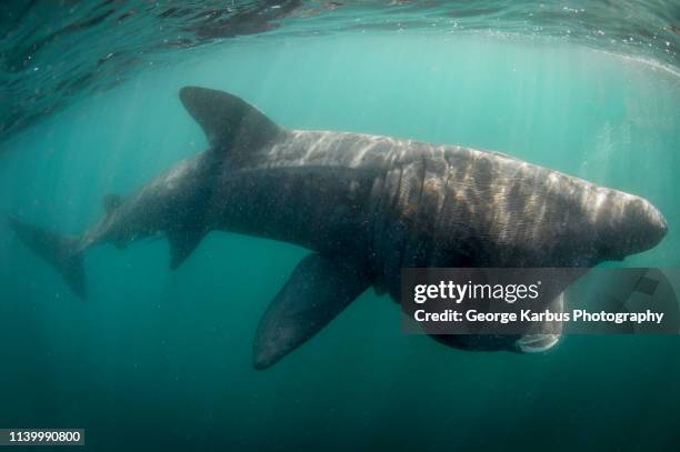 basking shark - basking shark stock-fotos und bilder