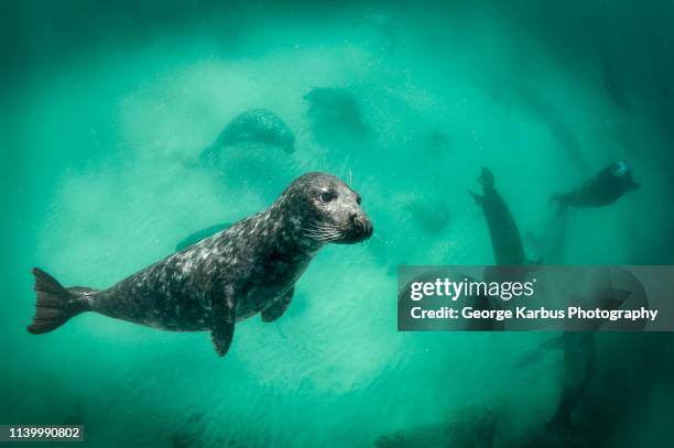 harbour seal - knubbsäl bildbanksfoton och bilder
