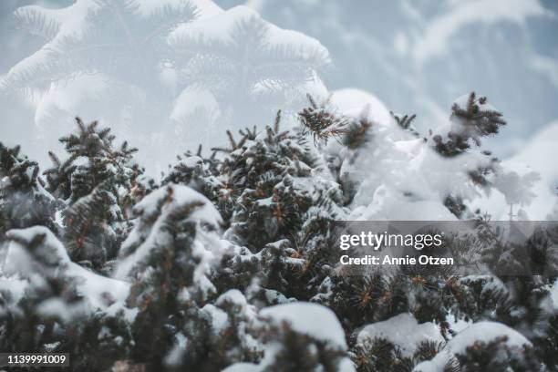 double exposure of snow covered pine branches - sioux falls stock pictures, royalty-free photos & images