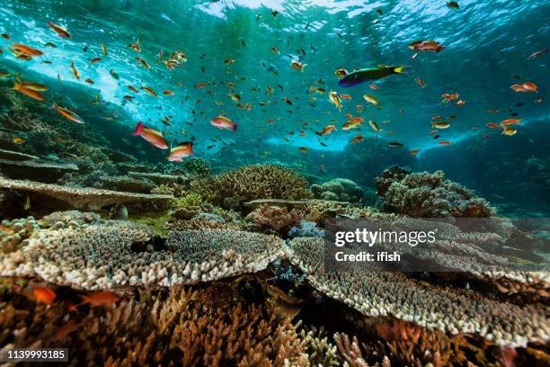 anthias paradise, arrecife de coral duro prístino, parque nacional de komodo, indonesia - komodo fotografías e imágenes de stock