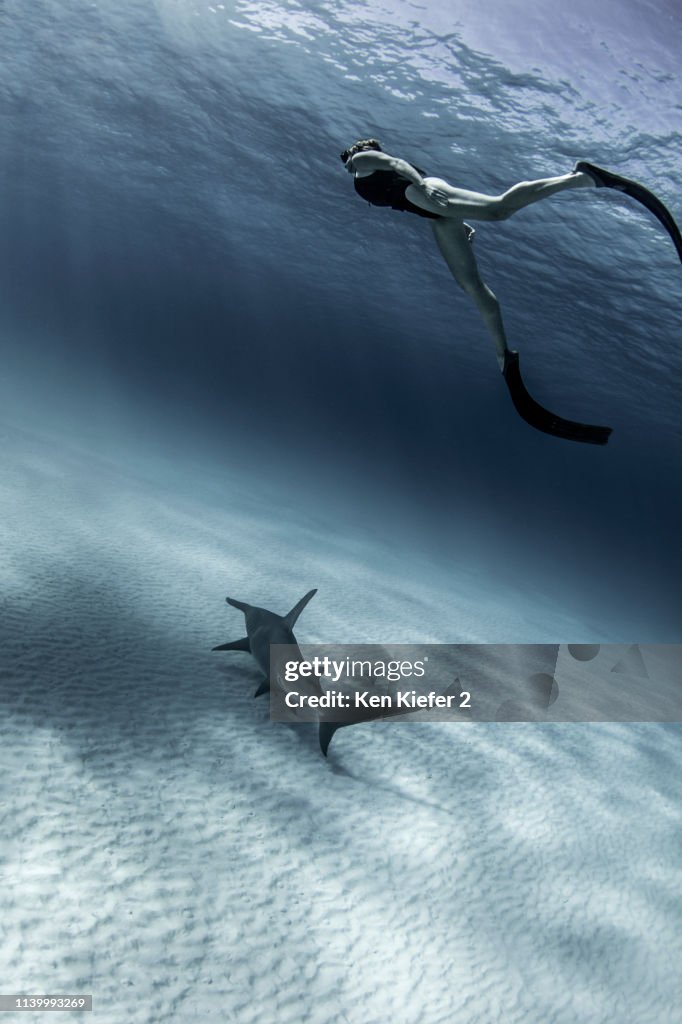 Underwater view of great hammerhead shark and female scuba diver, Alice Town, Bimini, Bahamas