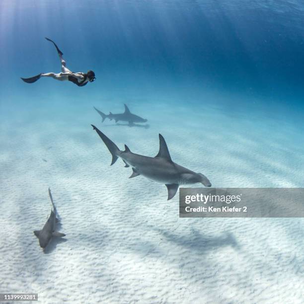underwater view of great hammerhead sharks and female scuba diver swimming over seabed, alice town, bimini, bahamas - diving sharks stock pictures, royalty-free photos & images