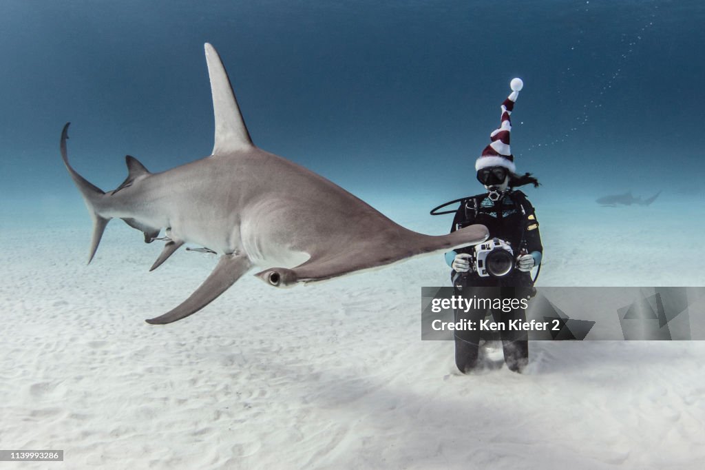 Underwater view of great hammerhead shark and female scuba diver with camera on seabed, Alice Town, Bimini, Bahamas