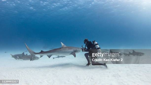 underwater view of male scuba diver with tiger shark and nurse sharks over seabed, alice town, bimini, bahamas - shark underwater stock pictures, royalty-free photos & images
