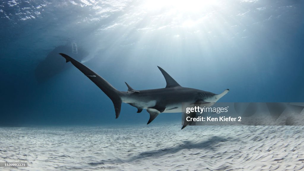 Underwater view of great hammerhead shark swimming over seabed, Alice Town, Bimini, Bahamas