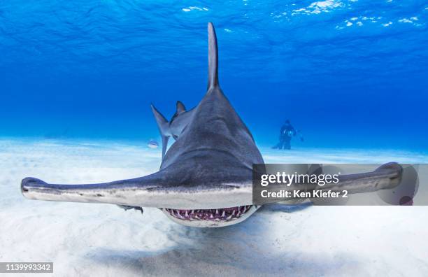 underwater view of great hammerhead shark swimming over seabed, alice town, bimini, bahamas - ダイビング用のフィン ストックフォトと画像