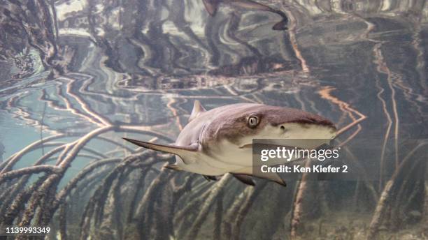 underwater view of baby lemon shark swimming amongst mangroves, alice town, bimini, bahamas - lemon shark stock pictures, royalty-free photos & images