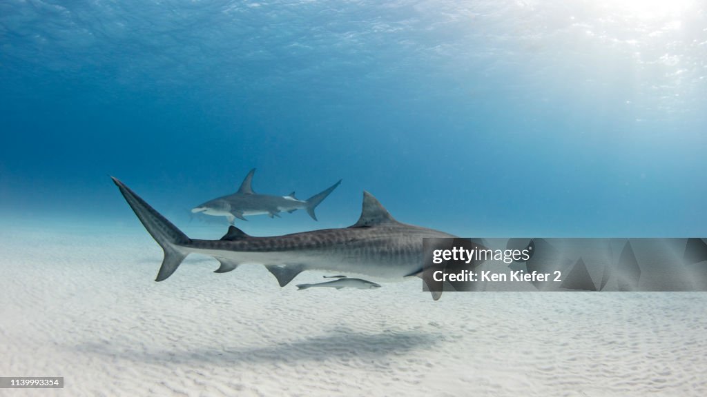 Underwater view of great hammerhead shark and tiger shark swimming near seabed, Alice Town, Bimini, Bahamas