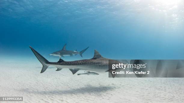 underwater view of great hammerhead shark and tiger shark swimming near seabed, alice town, bimini, bahamas - tiger shark stock pictures, royalty-free photos & images