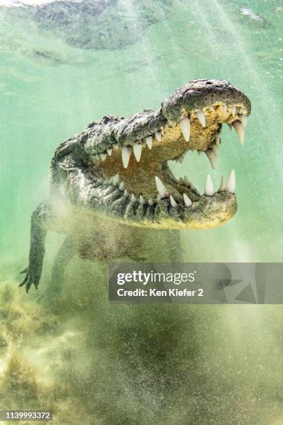 american saltwater crocodile above sandy seabed on the atoll of chinchorro banks, low angle view, xcalak, quintana roo, mexico - crocodile marin d'australie photos et images de collection