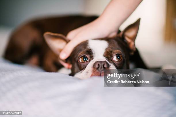 pet dog being stroked on bed - boston terrier photos et images de collection