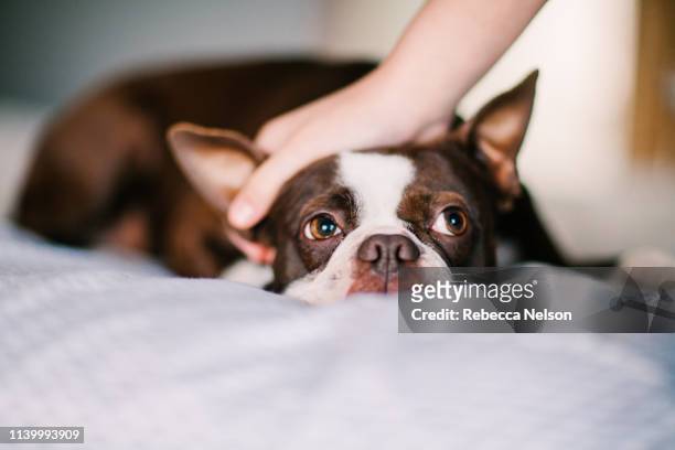 pet dog being stroked on bed - boston terrier stockfoto's en -beelden