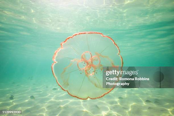 moon jellyfish harbouring baby fish for protection against predators - camouflage photography stock-fotos und bilder