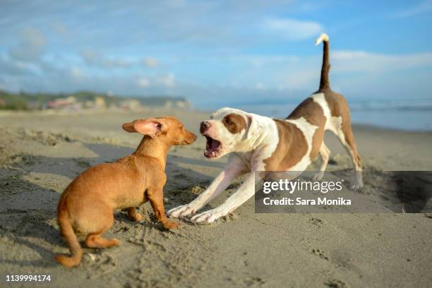 dogs playing on beach - bully dog stock pictures, royalty-free photos & images