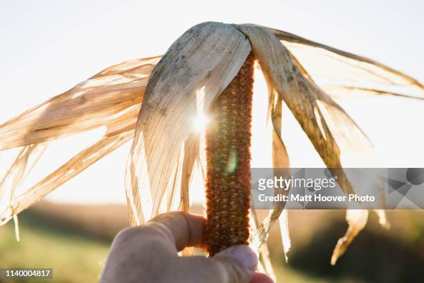 close up of male farmers hand holding dried corn cob in field - corn cob photos et images de collection