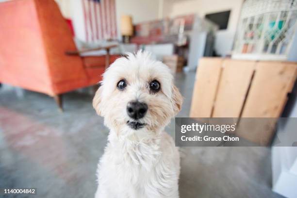 portrait of cute staring dog in living room - dog anticipation stock pictures, royalty-free photos & images