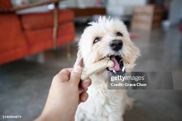 hand of young woman feeding dog a biscuit in living room - haustierbedarf stock-fotos und bilder