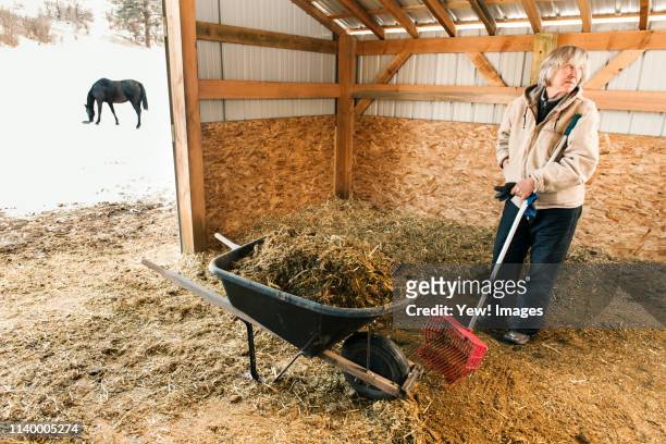 senior adult woman in stable, filling wheelbarrow with hay - ausmisten stock-fotos und bilder